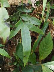 Diplazium donianum