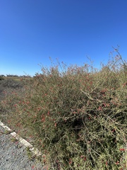 Gambelia juncea
