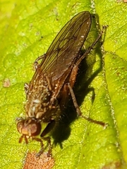Scathophaga