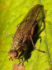 Scathophaga
