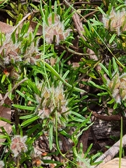Pultenaea petiolaris