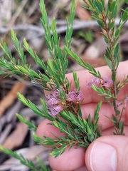 Melaleuca thymifolia