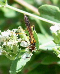 Odontocera aurocincta