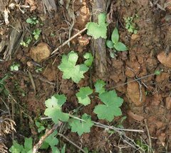 Hydrocotyle nepalensis