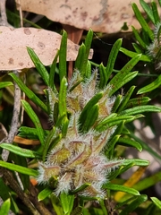 Pultenaea petiolaris