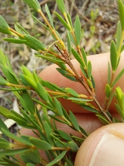 Melaleuca thymifolia