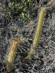 Bergerocactus emoryi