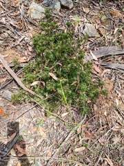 Pultenaea petiolaris