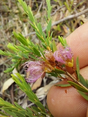 Melaleuca thymifolia