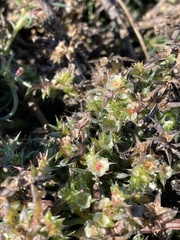 Salsola kali