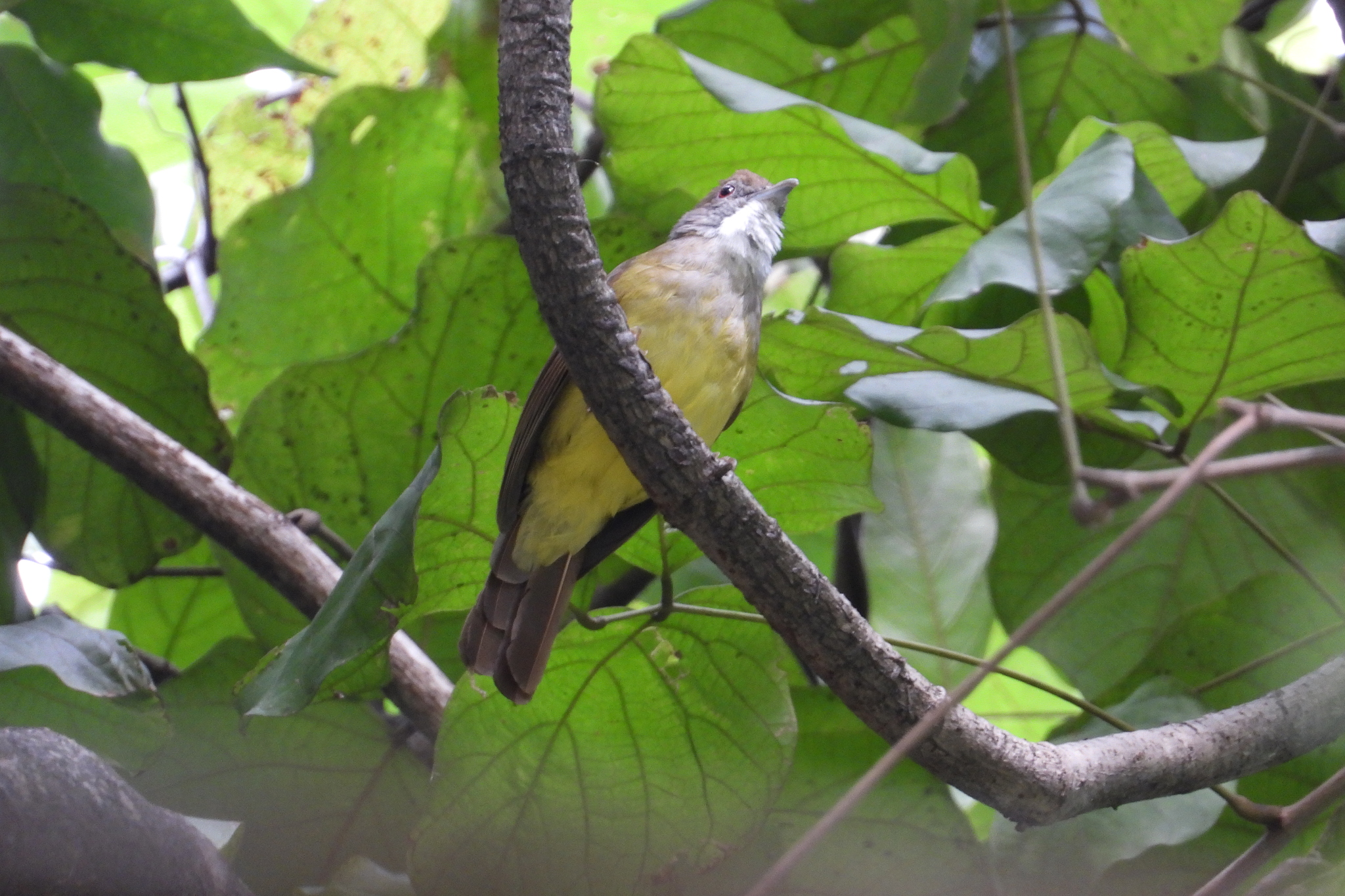 Brown-cheeked Bulbul illustration