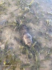 Tetractenos hamiltoni