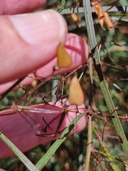 Daviesia wyattiana