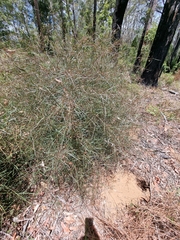 Daviesia wyattiana