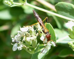 Odontocera aurocincta