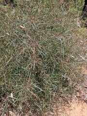 Daviesia wyattiana