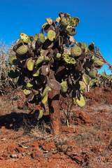 Opuntia galapageia