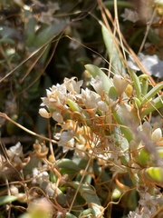 Cuscuta pacifica
