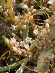 Cuscuta pacifica