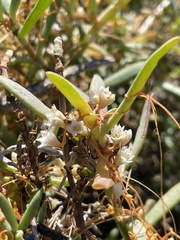 Cuscuta pacifica
