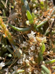 Cuscuta pacifica