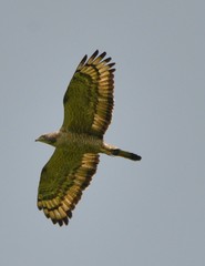 Pernis ptilorhynchus orientalis