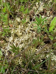 Xanthoparmelia semiviridis