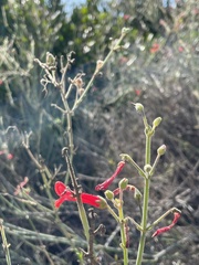 Gambelia juncea