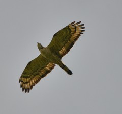 Pernis ptilorhynchus orientalis