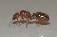 Solenopsis geminata