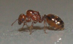 Solenopsis geminata