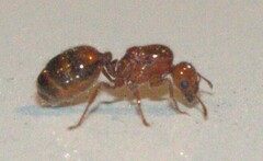 Solenopsis geminata