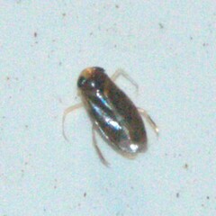 Micronecta