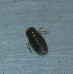 Micronecta