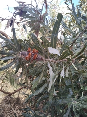 Banksia menziesii