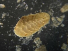 Bolivina subaenariensis