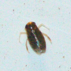 Micronecta