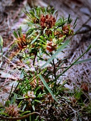 Pultenaea petiolaris