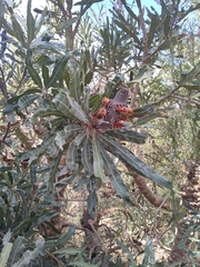 Banksia menziesii