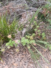 Pelargonium australe