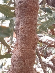 Banksia menziesii
