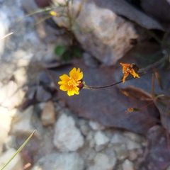 Tridax