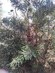 Banksia menziesii