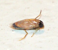 Anisops