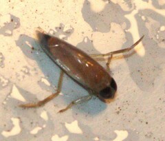 Anisops