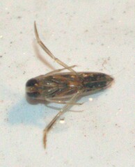 Anisops