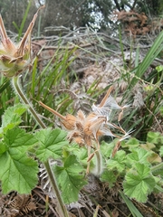 Pelargonium australe
