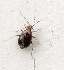 Deraeocoris