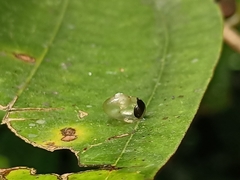 Helicarion perfragilis