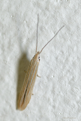 Yponomeutoidea